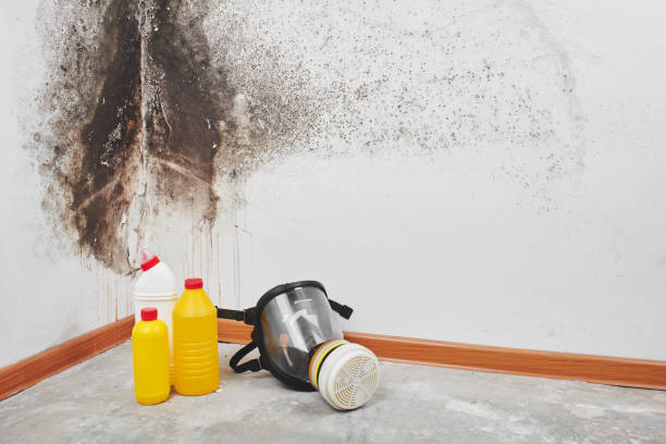 Best Attic Mold Removal  in Cutler, CA