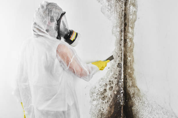 Best Mold Remediation  in Cutler, CA