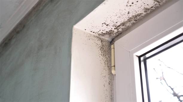 Best Affordable Mold Removal  in Cutler, CA