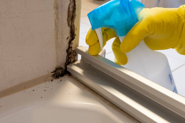 Trusted Cutler, CA Mold Removal Experts