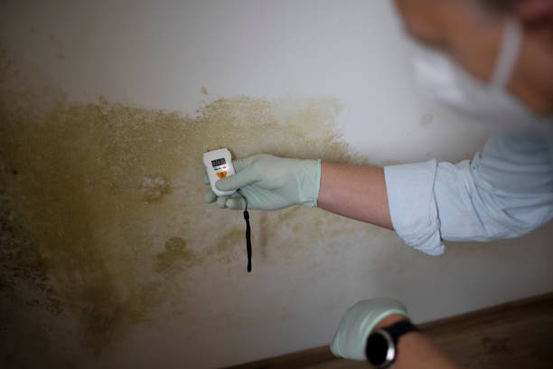 Best Black Mold Removal  in Cutler, CA