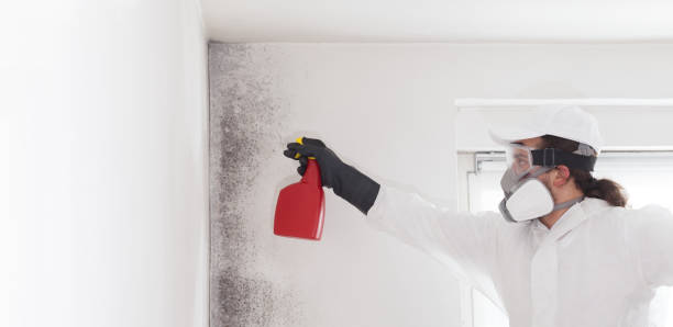 Best Toxic Mold Removal  in Cutler, CA