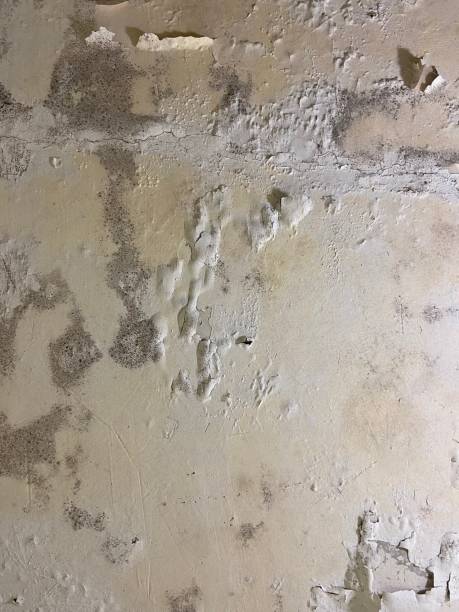 Best Water Damage Restoration  in Cutler, CA