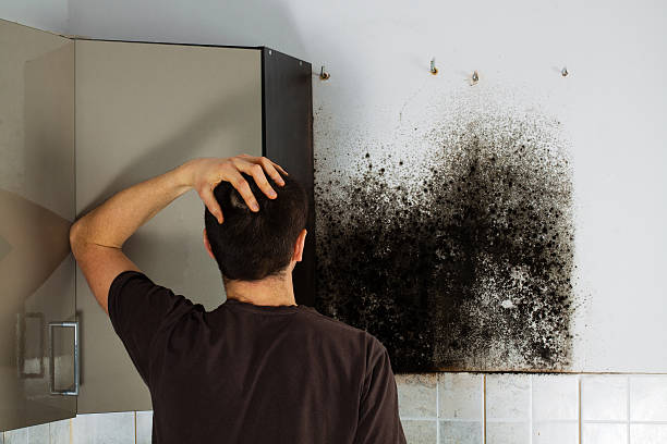 Best Fast Mold Removal  in Cutler, CA