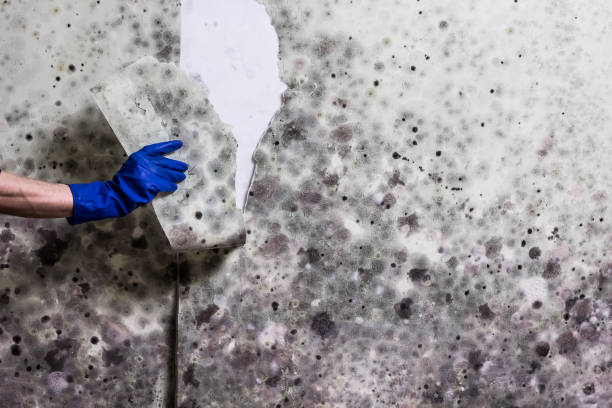 Best Same-Day Mold Removal  in Cutler, CA