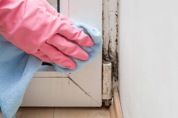 Best Home Mold Removal  in Cutler, CA