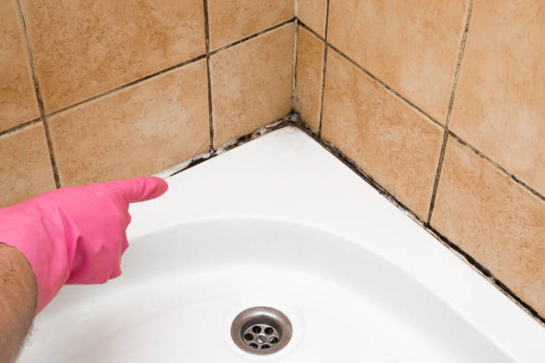 Best Commercial Mold Removal  in Cutler, CA